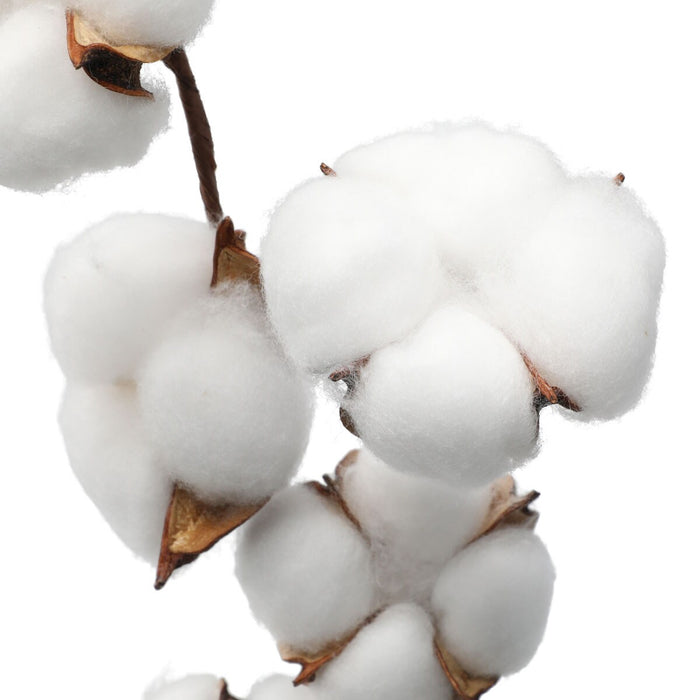 cottonspray