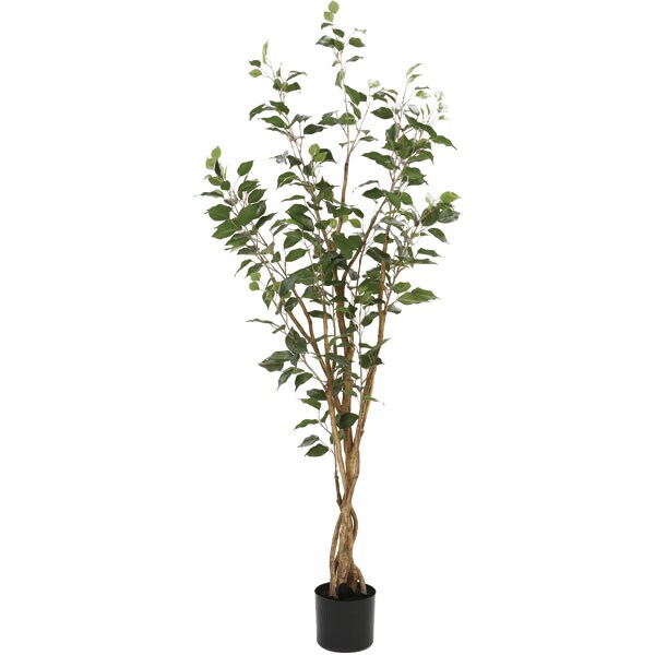 150CM NEW FICUS WITH PLASTIC POT OS605/5/352