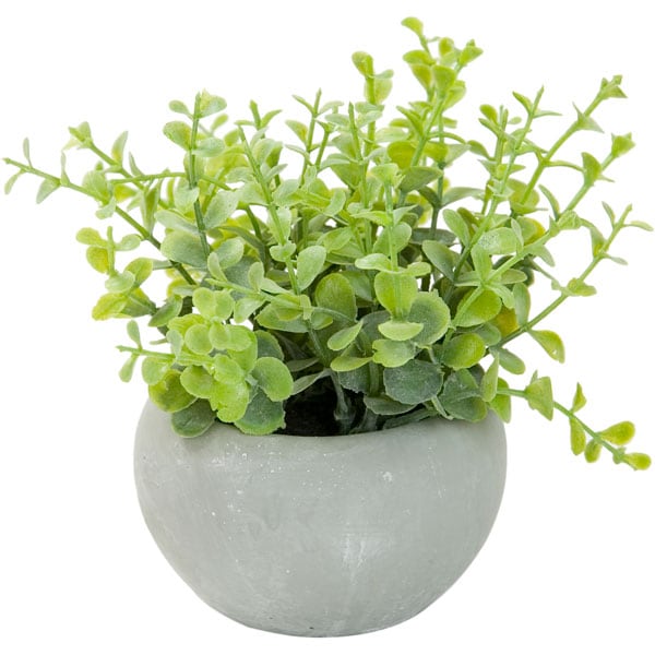 ORegono In Cement Pot 45502GN