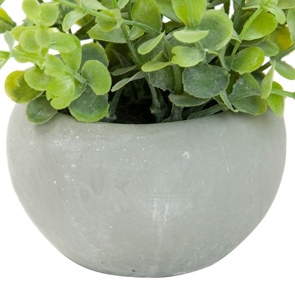 ORegono In Cement Pot 45502GN