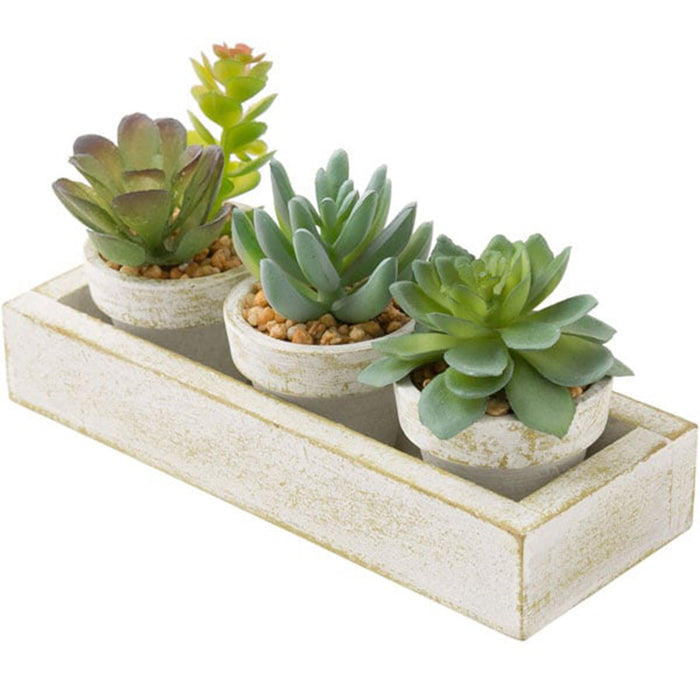 Succulent 3pcs with Tray HA34315GN