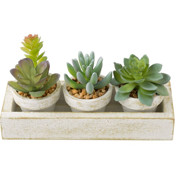 Succulent 3pcs with Tray HA34315GN