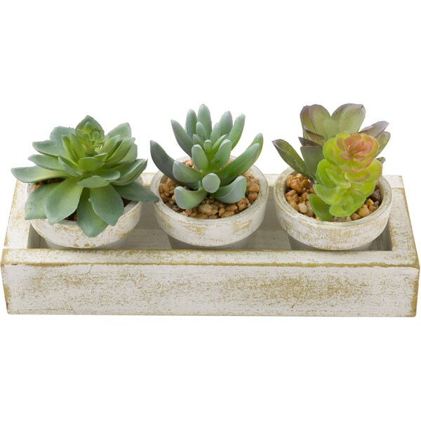 Succulent 3pcs with Tray HA34315GN