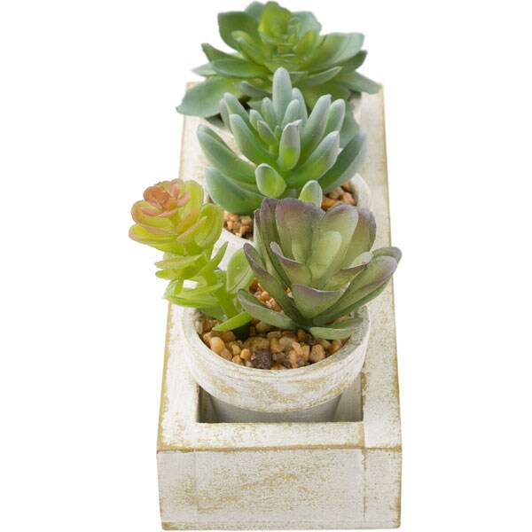 Succulent 3pcs with Tray HA34315GN