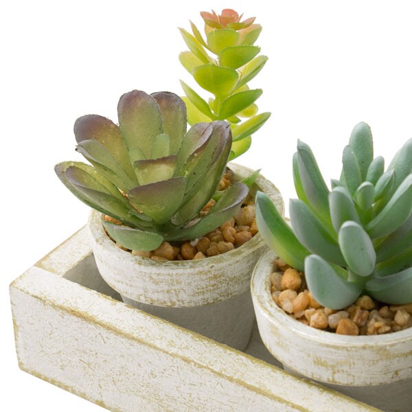 Succulent 3pcs with Tray HA34315GN