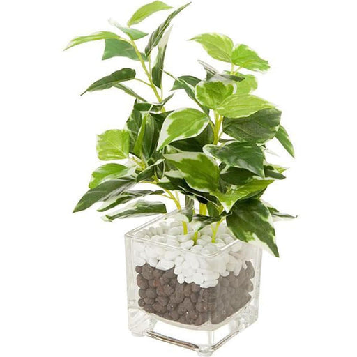 20CM Peperomia  Small Glass Pot