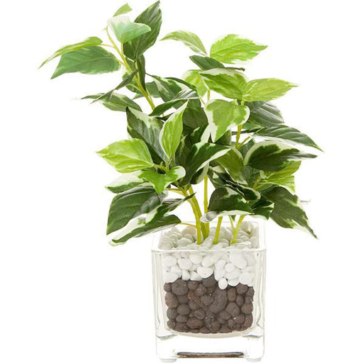 20CM Peperomia  Small Glass Pot